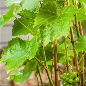 Vitis 'Lakemont' -R- II