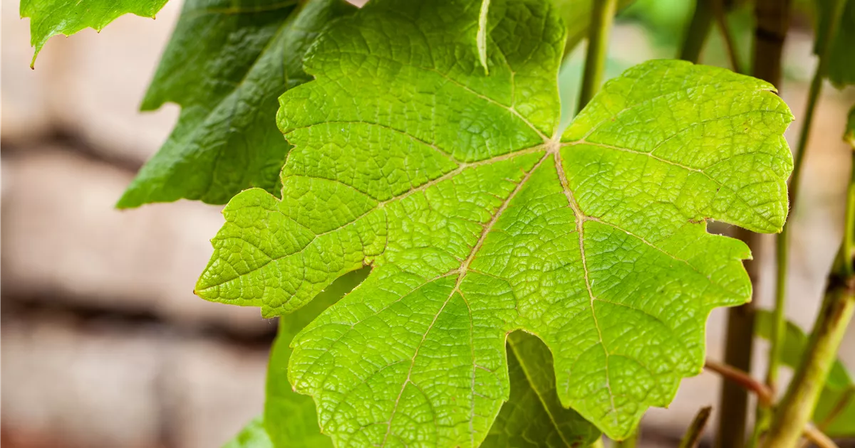 Vitis 'Vanessa' -R- II