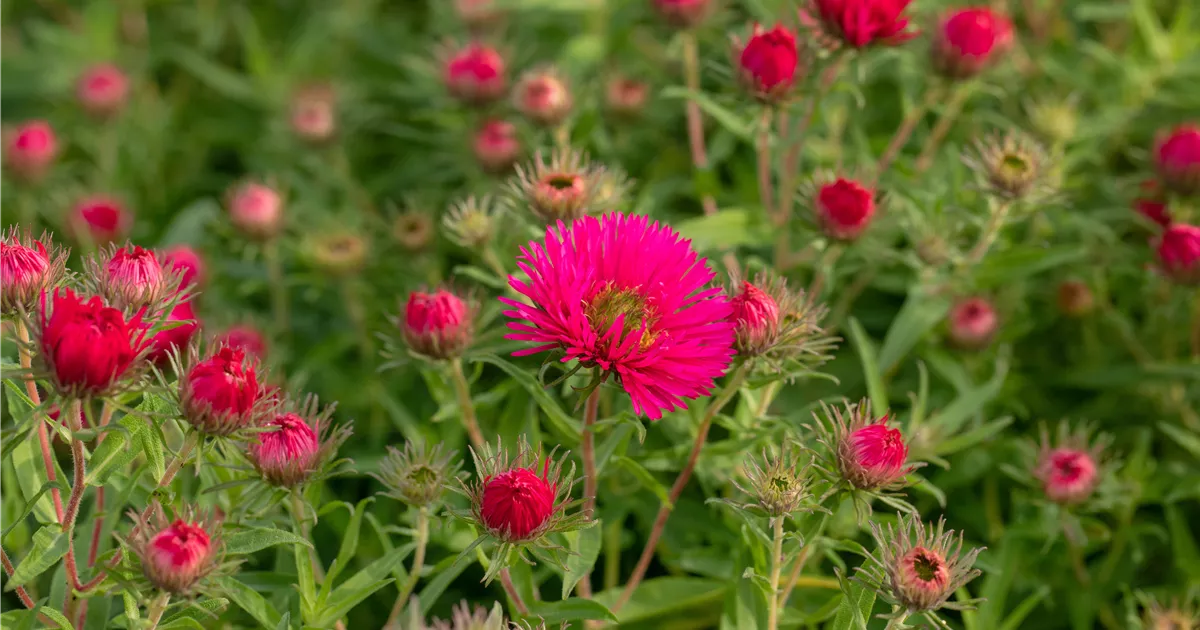 Aster novae-angliae 'Alma Pötschke'