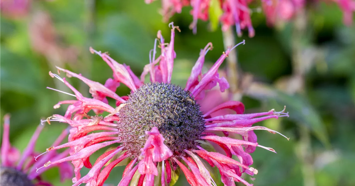 Monarda fistulosa 'Beauty of Cobham'