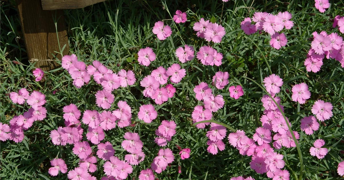 Dianthus gratianop.'Eydangeri'