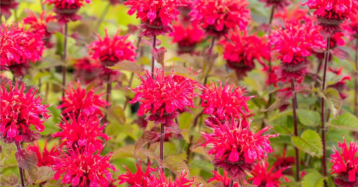 Monarda fistulosa 'Cambridge Scarlet'