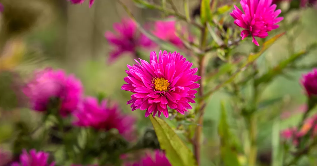 Aster novae-angliae 'Andenken an P.Gerber'