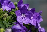 Platycodon grandiflorus 'Mariesii'