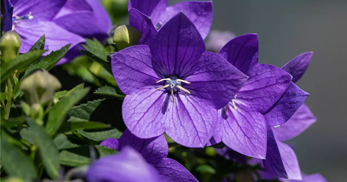 Platycodon grandiflorus 'Mariesii'