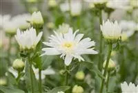 Leucanthemum x superb.'Christine Hagemann'