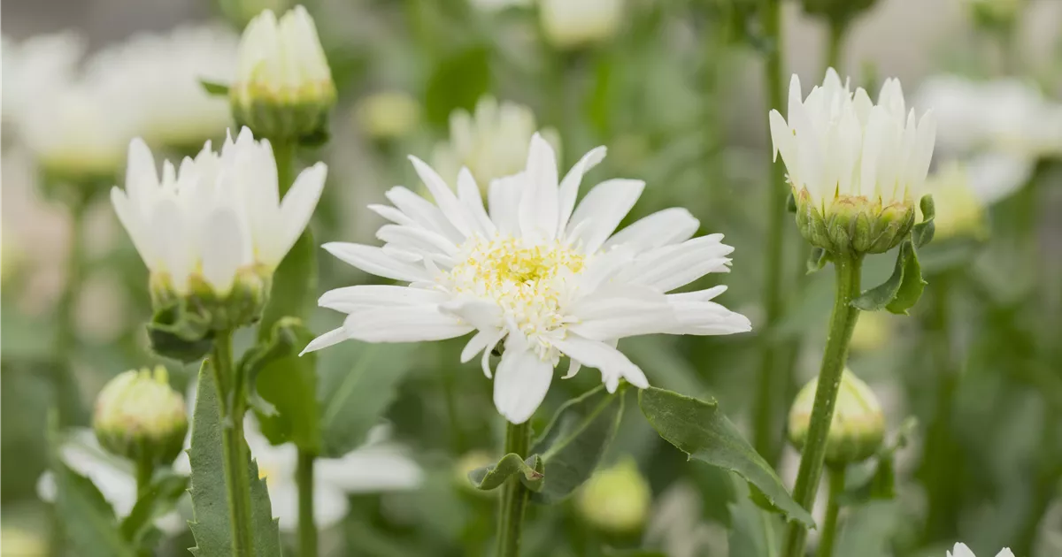 Leucanthemum x superb.'Christine Hagemann'