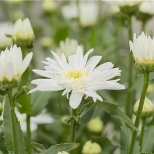 Leucanthemum x superb.'Christine Hagemann'