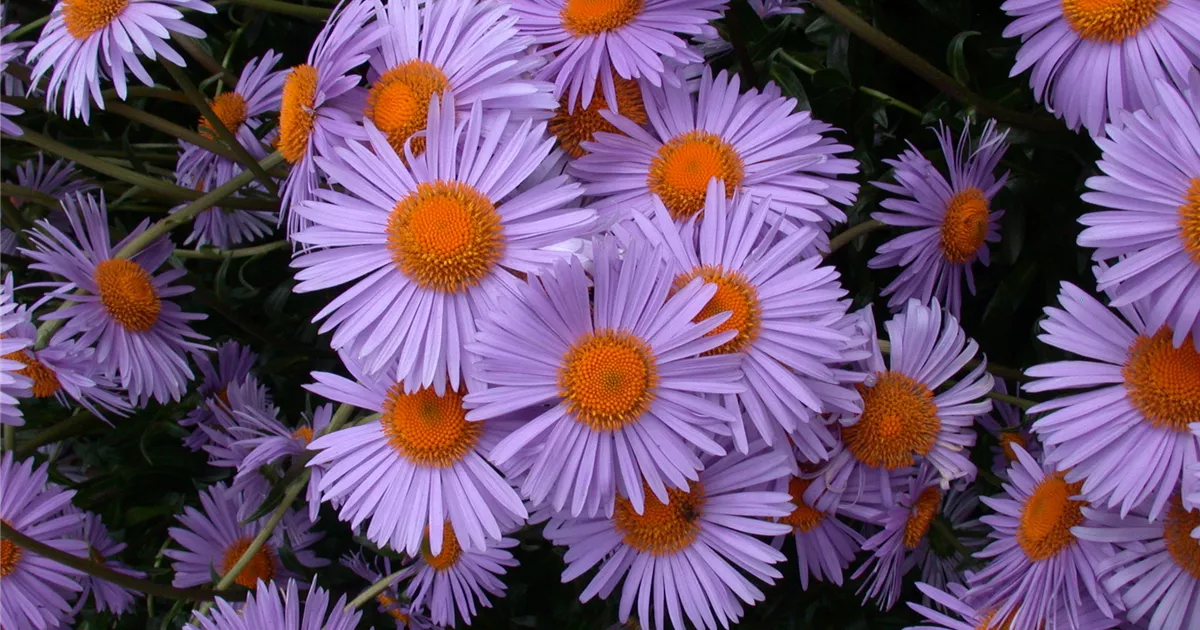 Aster tongolensis 'Wartburgstern', gen.