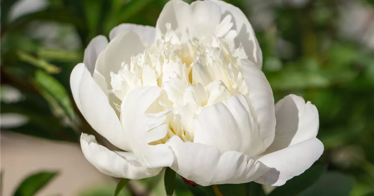Paeonia officinalis 'Alba Plena'