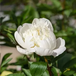 Paeonia officinalis 'Alba Plena'