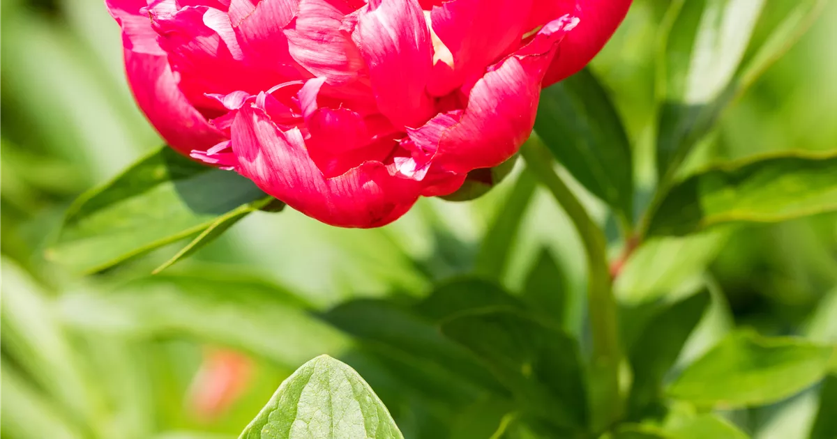 Paeonia officinalis 'Rosea Plena'