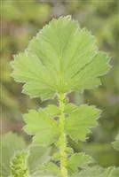 Geum chiloense 'Goldball', gen.