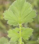 GS593501.jpg