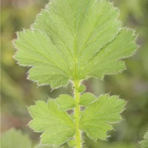 Geum chiloense 'Goldball', gen.