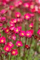 Saxifraga x arendsii 'Peter Pan'