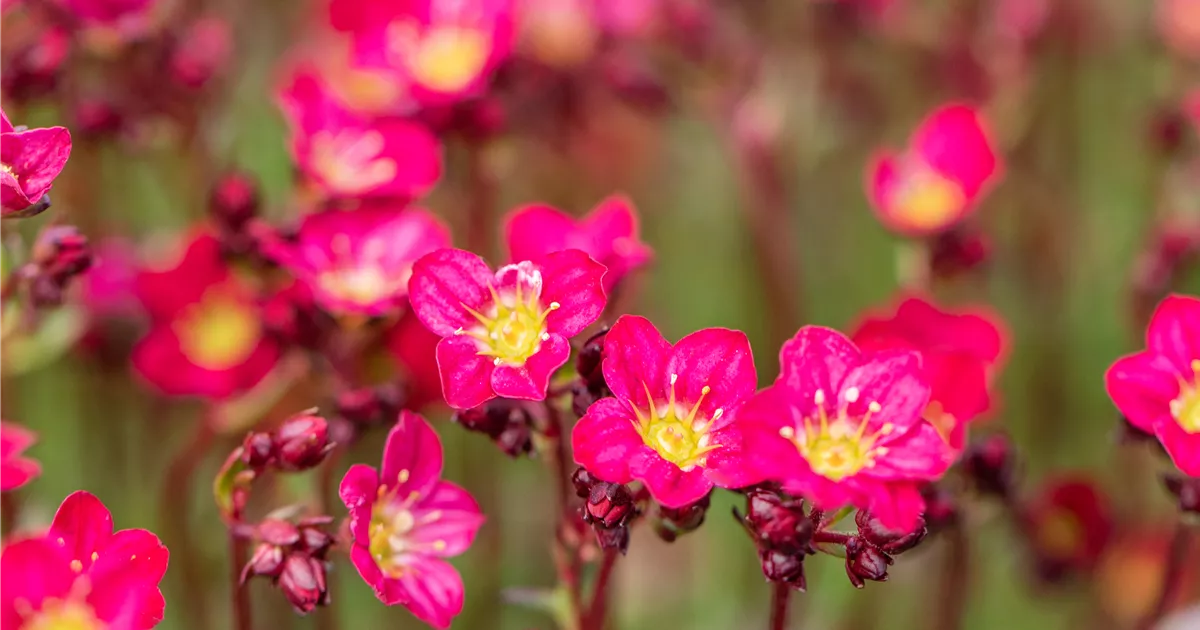 Saxifraga x arendsii 'Peter Pan'