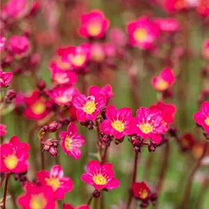 Saxifraga x arendsii 'Peter Pan'