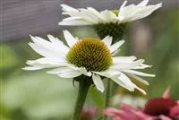 Echinacea purpurea 'Virgin' -R-