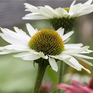 Echinacea purpurea 'Virgin' -R-