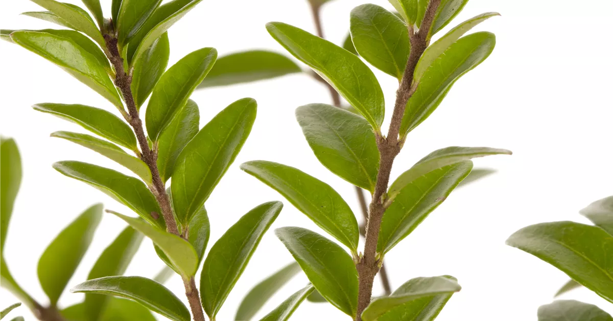 Lonicera nitida 'Maigrün'