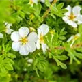 Potentilla fruticosa 'Manchu'