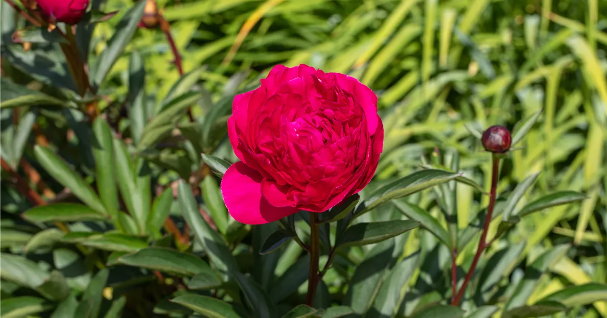 Paeonia officinalis 'Rubra Plena'