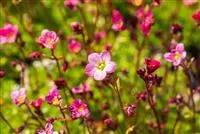 Saxifraga x arendsii 'Blütenteppich'
