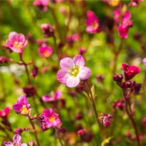 Saxifraga x arendsii 'Blütenteppich'