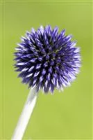Echinops ritro 'Veitch's Blue'