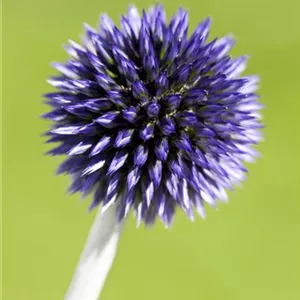 Echinops ritro 'Veitch's Blue'