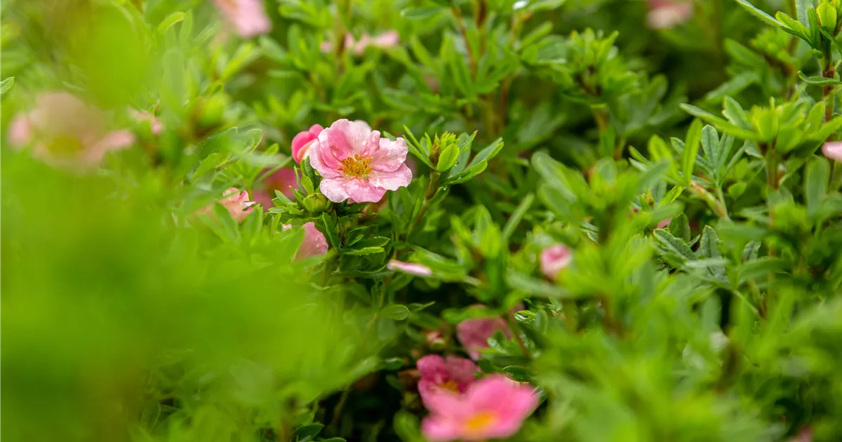 Potentilla nepalensis 'Miss Willmott'