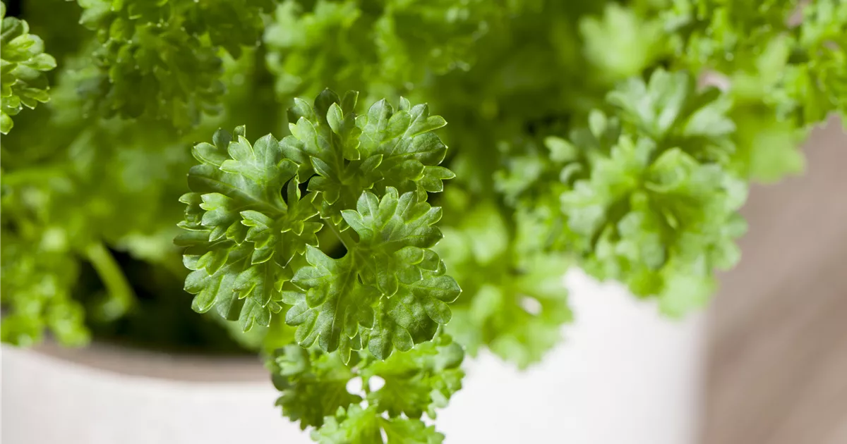 PETERSILIE,Petroselin.crispum 'Mooskrause'