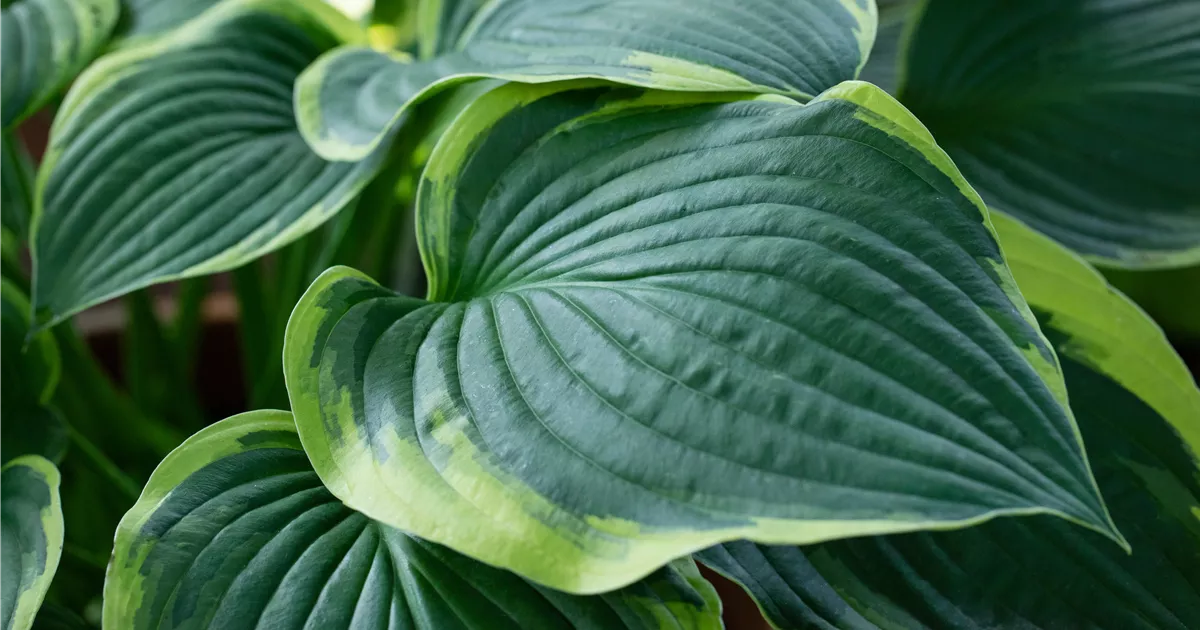 Hosta sieboldiana 'Frances Williams'
