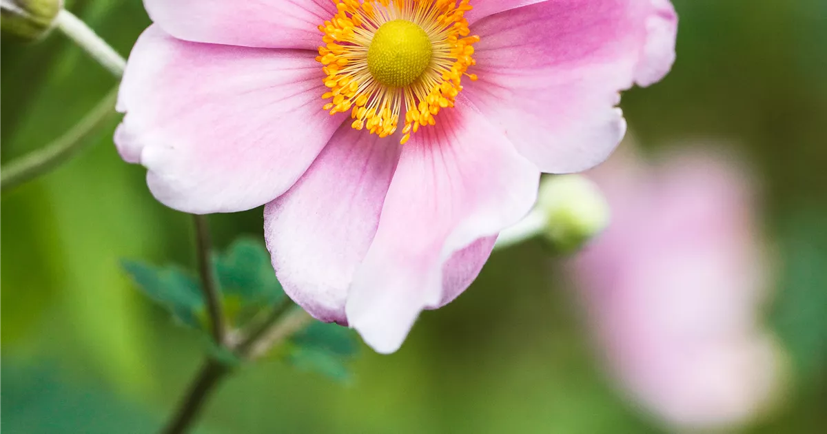 Anemone japonica 'Rosenschale'