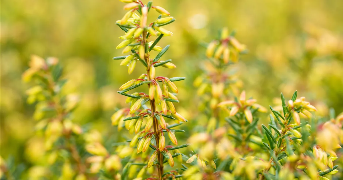 Erica carnea 'Rosalie'