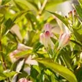 Weigela 'All Summer Peach'®
