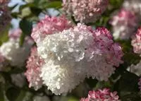 Hydrangea panic. 'Sundae Fraise' -R-