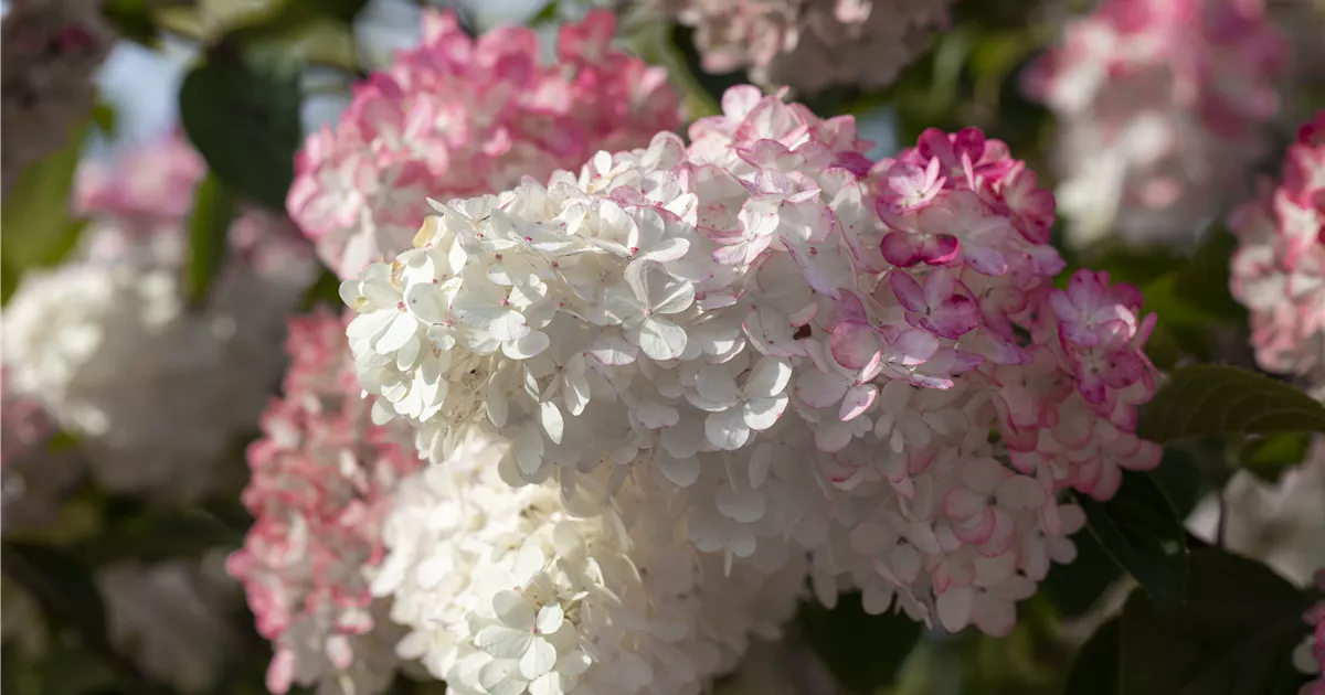 Hydrangea panic. 'Sundae Fraise' -R-
