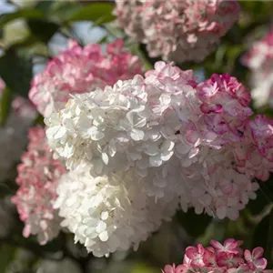 Hydrangea panic. 'Sundae Fraise' -R-