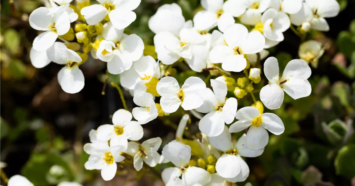 Arabis caucasica 'Schneehaube'
