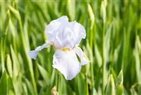 Iris x barb.-elat.'Blue Sapphire'