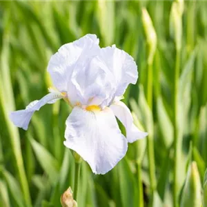 Iris x barb.-elat.'Blue Sapphire'
