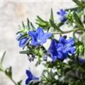 Lithospermum purpurocaeruleum