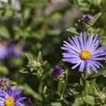 Aster amellus 'Dr. Otto Petschek'