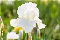 Iris x barb.-elat.'Glacier'