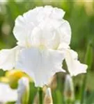 GS713601.jpg