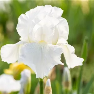 Iris x barb.-elat.'Glacier'
