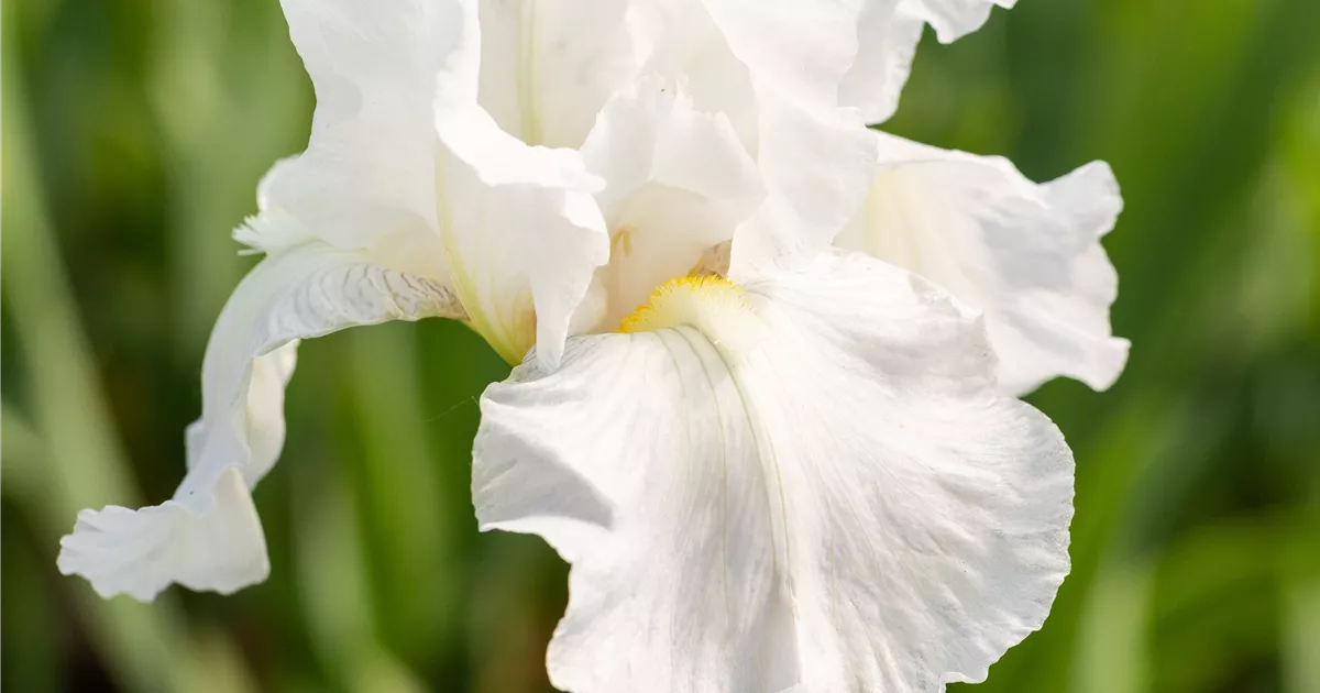 Iris x barb.elat.'Lugano', Hohe BartSchwertlilie Baumschule
