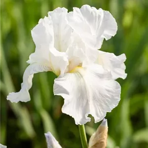Iris x barb.-elat.'Lugano'